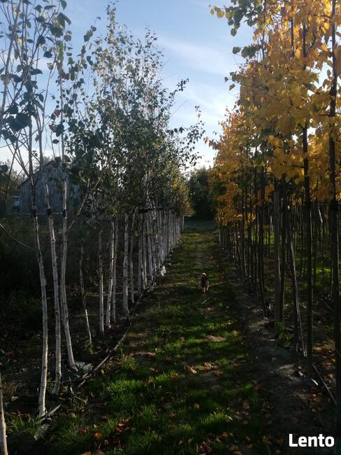 Drzewa Liściaste ozdobne klony lipy brzozy jarzębiny Palmety