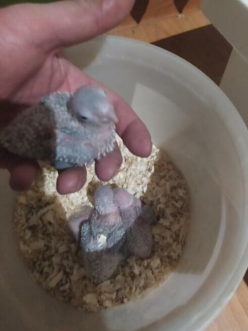 Ręcznie karmione rudosterki