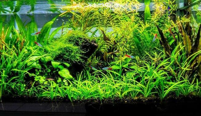 GLINA w Proszku na Podłoże dla ROŚLIN AKWARIUM 1kg