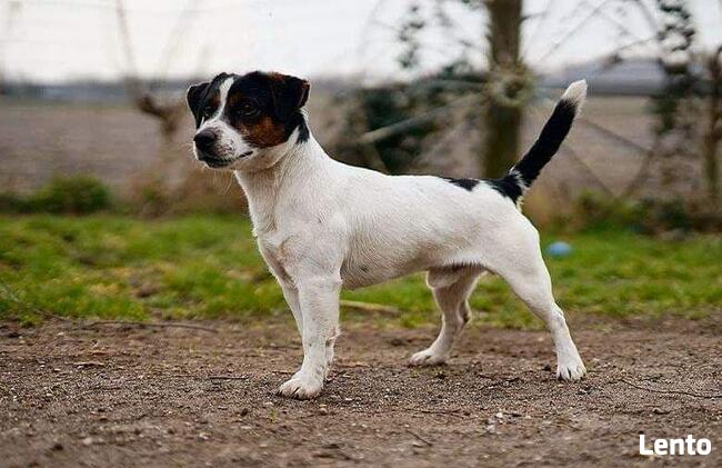 Jack Russell Terrier REPRODUKTOR