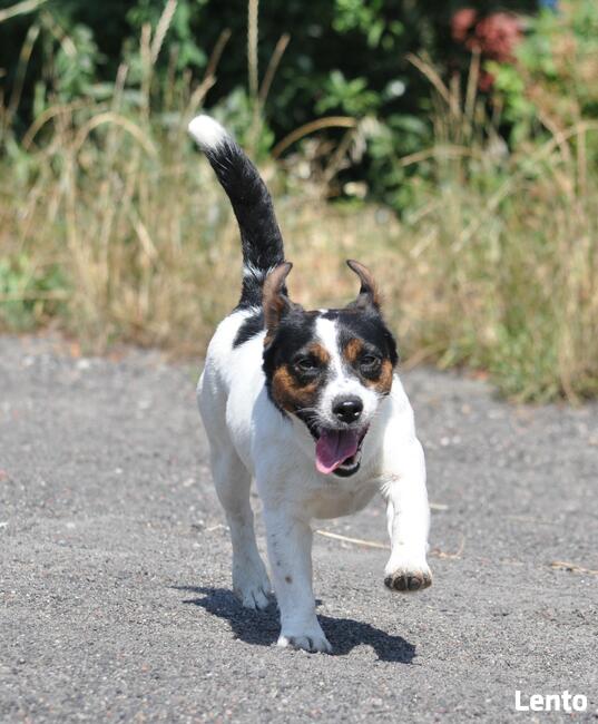 Jack Russell Terrier REPRODUKTOR