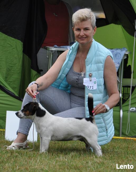 Jack Russell Terrier REPRODUKTOR