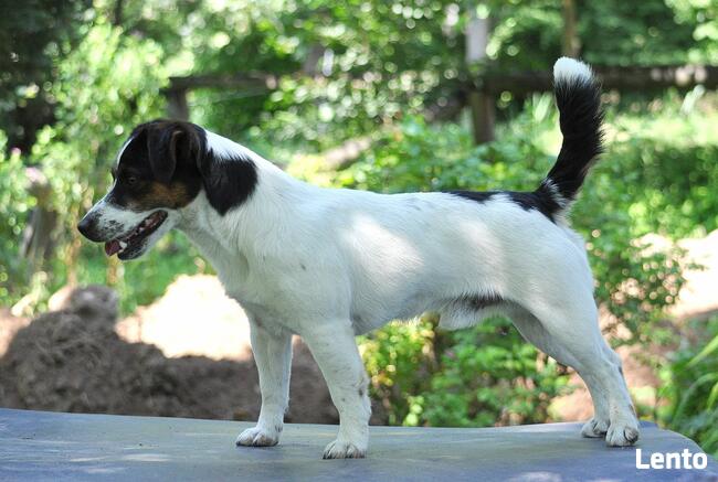 Jack Russell Terrier REPRODUKTOR