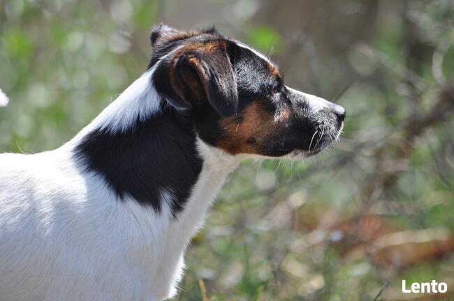 Jack Russell Terrier REPRODUKTOR