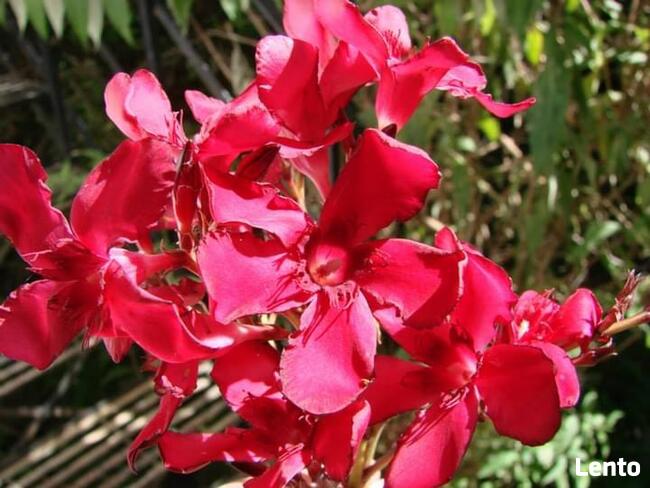 Sadzonki oleander o pełnych pachnących kwiatach