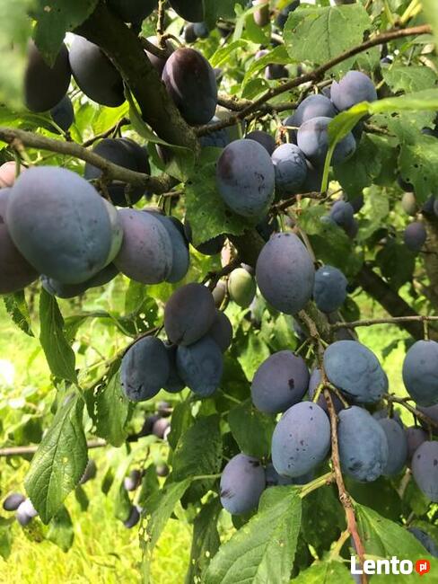 Drzewka śliwa Węgierka Zwykła, stare odmiany