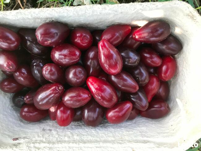 Dereń jadalny sadzonki, odmiany wielkoowocowe