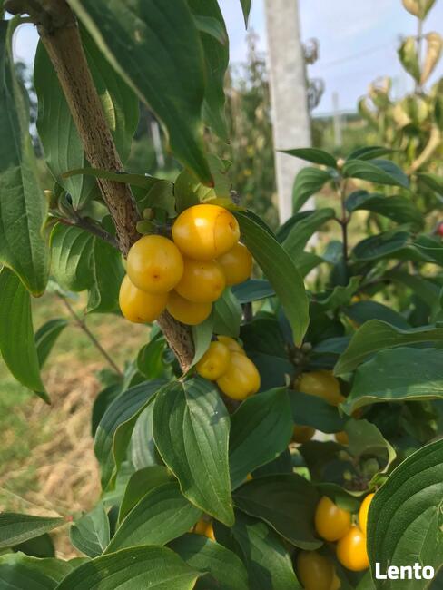 Dereń jadalny sadzonki, odmiany wielkoowocowe
