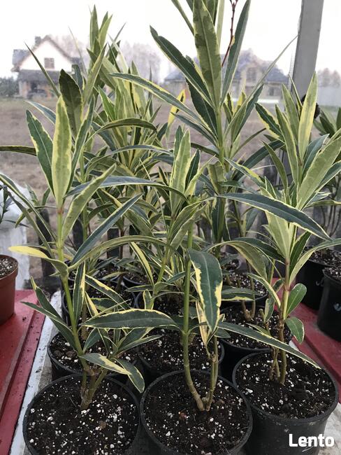 Sadzonki oleander o pełnych pachnących kwiatach