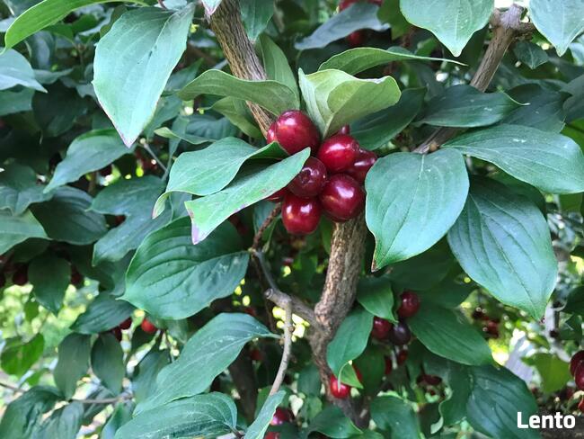 Dereń jadalny sadzonki, odmiany wielkoowocowe