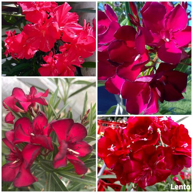 Sadzonki oleander o pełnych pachnących kwiatach