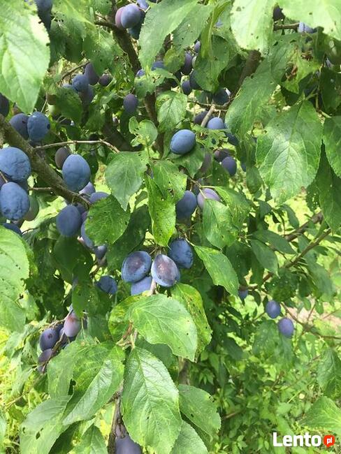 Drzewka śliwa Węgierka Zwykła, stare odmiany