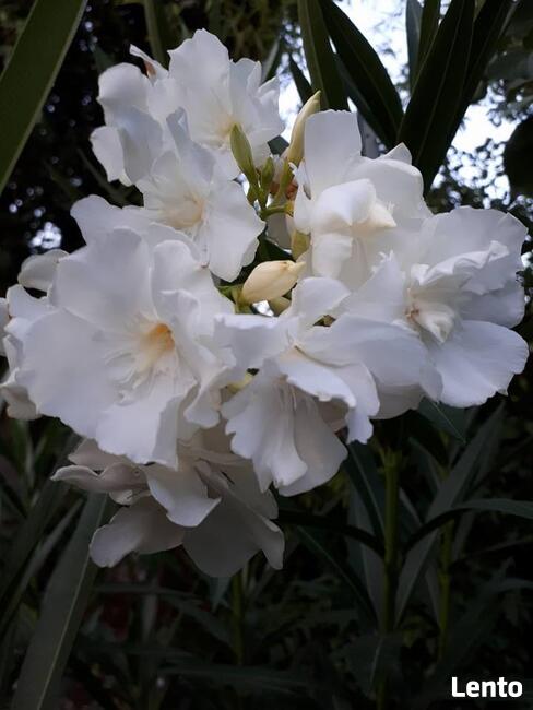 Sadzonki oleander o pełnych pachnących kwiatach