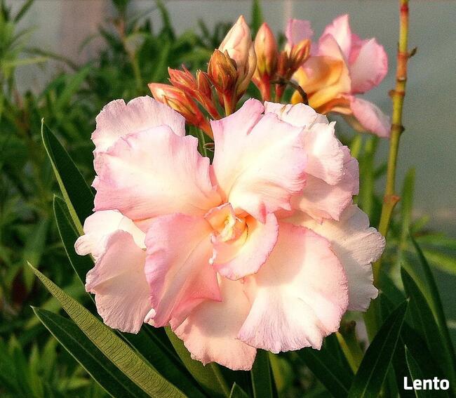 Sadzonki oleander o pełnych pachnących kwiatach