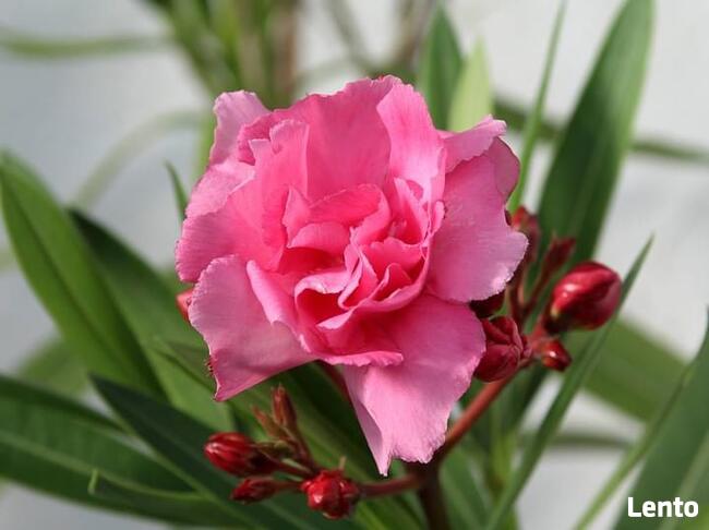 Sadzonki oleander o pełnych pachnących kwiatach