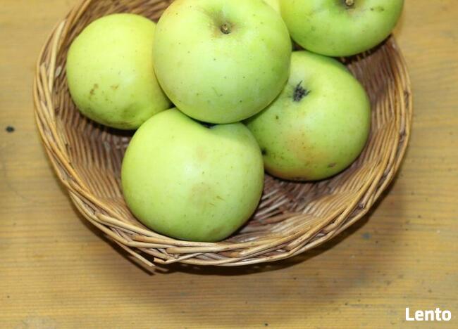 Drzewka jabłoń Kosztela Wierzbówka Zimowa, stare odmiany