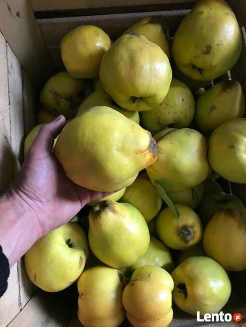 Drzewka Pigwa odmiany wielkoowocowe