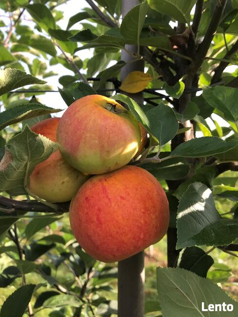 Drzewka Jabłoń Złota Reneta, Królowa Renet, stare odmiany