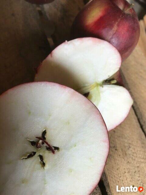 Drzewka Jabłoń Malinowa Oberlandzka/Malinówka, stare odmiany