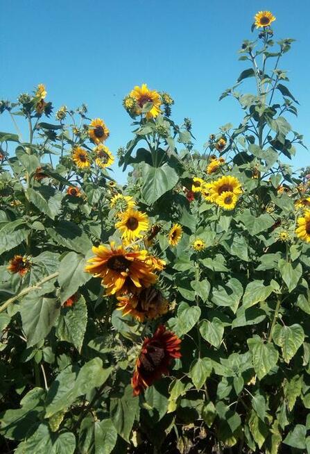 Słonecznik ozdobny (helianthus annuus) mix 1kg