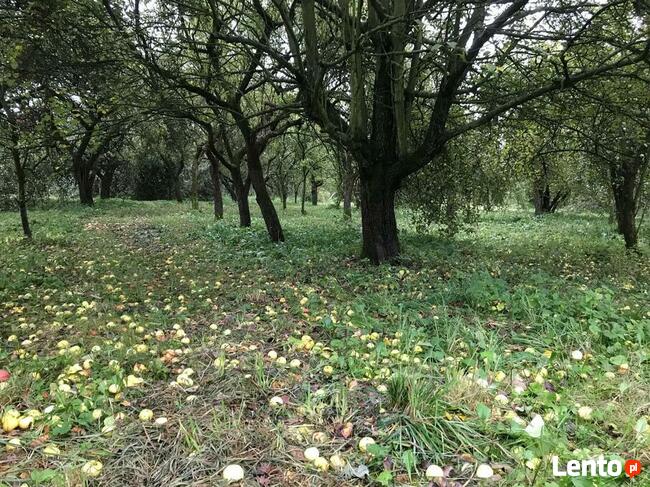 Drzewka Jabłoń Złota Reneta, Królowa Renet, stare odmiany
