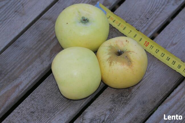 Drzewka jabłoń Kronselskie, Kronselka, stare odmiany