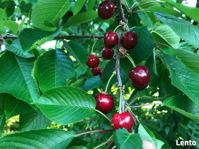 Drzewka czereśnie, stare odmiany: Poznańska, Burlat, etc.