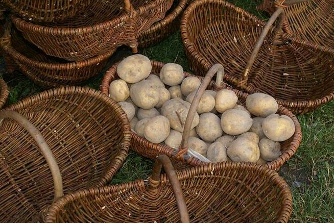 meble z wikliny maty kosze kufry tacki wiklinowe wyroby