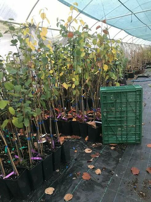 Drzewka Pigwa odmiany wielkoowocowe