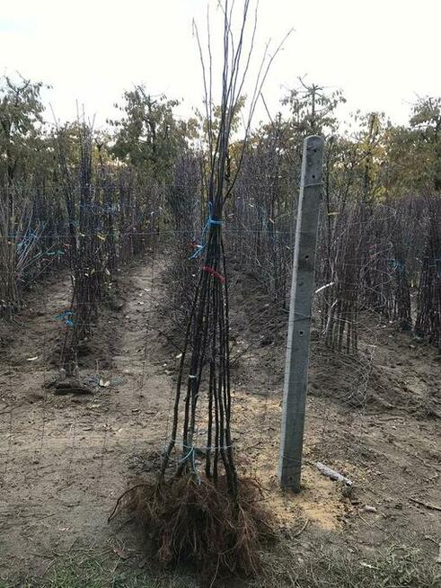 Drzewka Pigwa odmiany wielkoowocowe