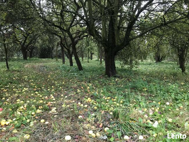 Drzewko Jabłoń Ananas Berżenicki, stare odmiany