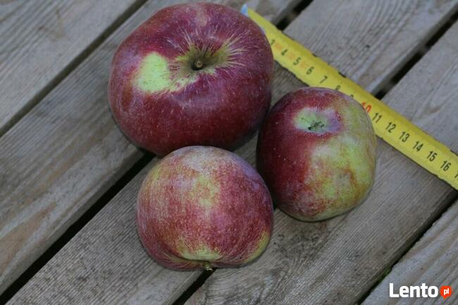 Drzewka Jabłoń Malinowa Oberlandzka/Malinówka, stare odmiany
