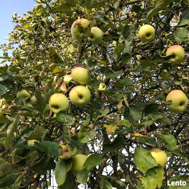 Drzewka jabłoń Kronselskie, Kronselka, stare odmiany