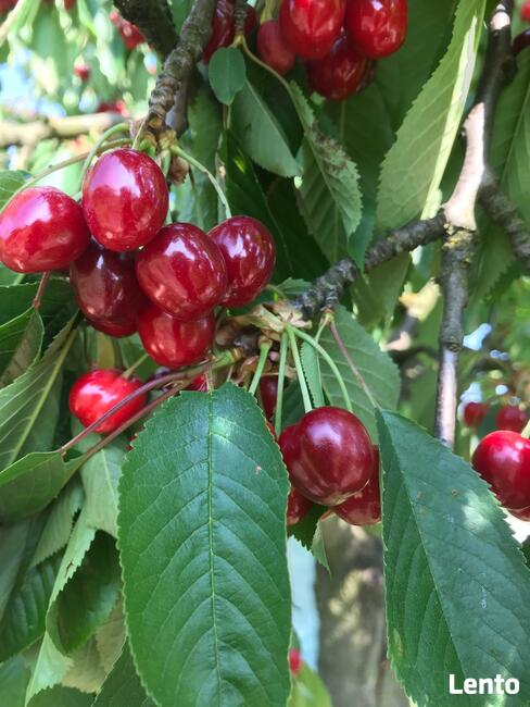 Drzewka czereśnie, stare odmiany: Poznańska, Burlat, etc.