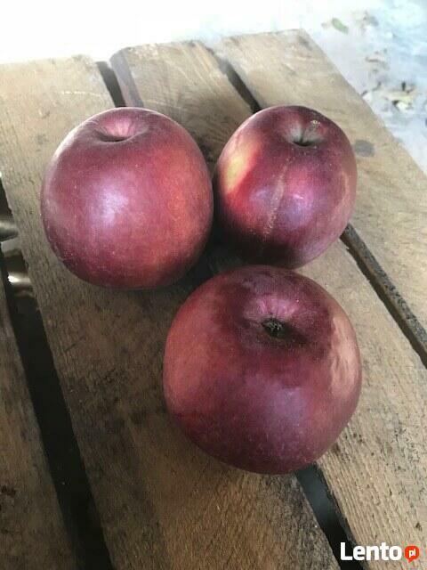 Drzewka Jabłoń Malinowa Oberlandzka/Malinówka, stare odmiany