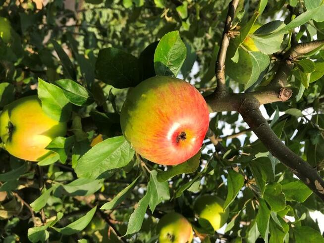 Drzewka Jabłoń Złota Reneta, Królowa Renet, stare odmiany