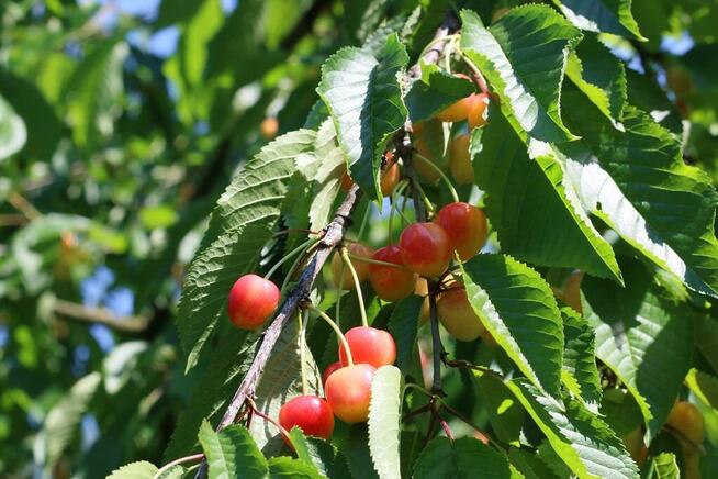 Drzewka czereśnie, stare odmiany: Poznańska, Burlat, etc.