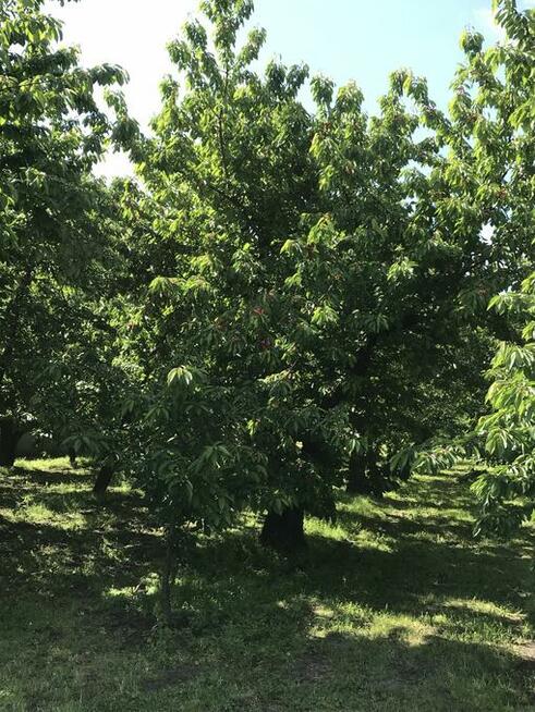 Drzewka czereśnie, stare odmiany: Poznańska, Burlat, etc.