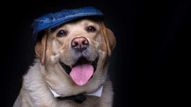 Sesja Zdjęciowa (fotograf)