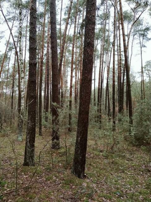 Las 2,95h Kierzenko, gmina Kępno, woj Wielkopolskie