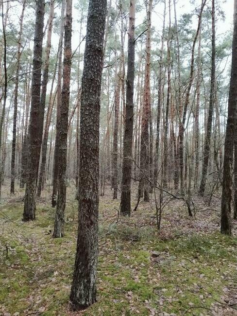 Las 2,95h Kierzenko, gmina Kępno, woj Wielkopolskie