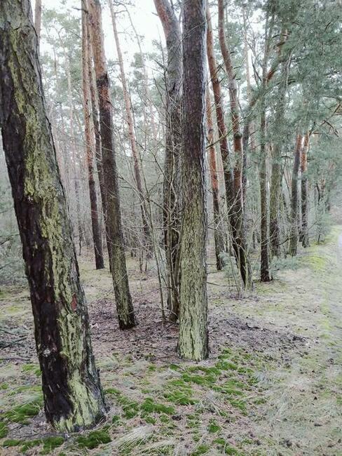 Las 2,95h Kierzenko, gmina Kępno, woj Wielkopolskie