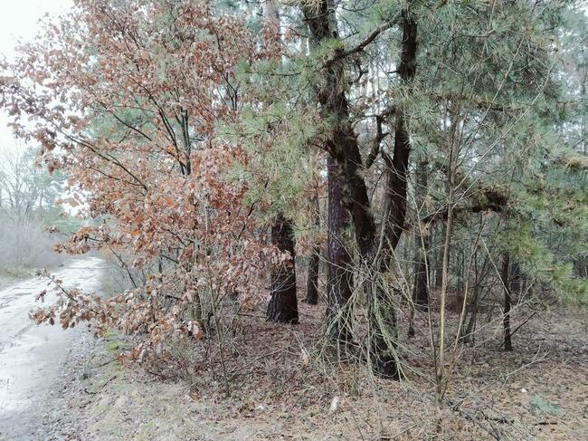 Las 2,95h Kierzenko, gmina Kępno, woj Wielkopolskie