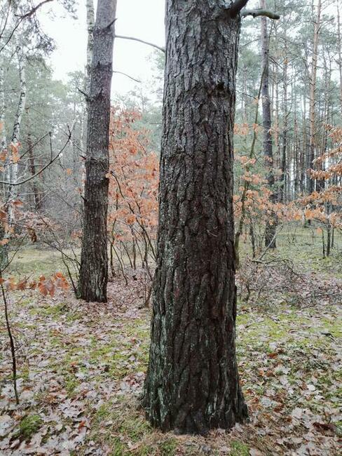 Las 2,95h Kierzenko, gmina Kępno, woj Wielkopolskie