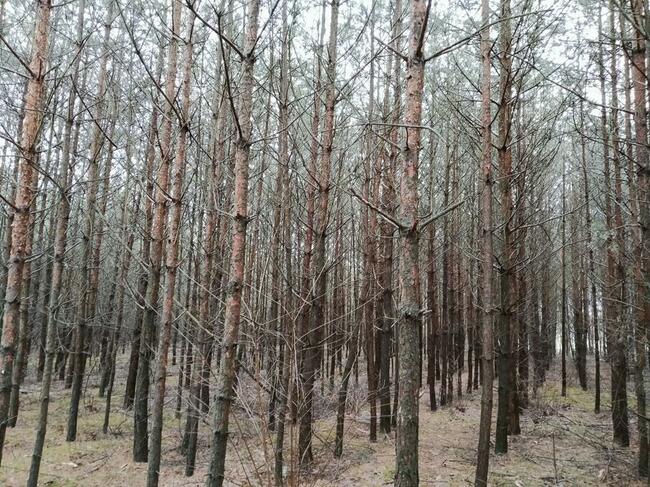 Las 2,95h Kierzenko, gmina Kępno, woj Wielkopolskie