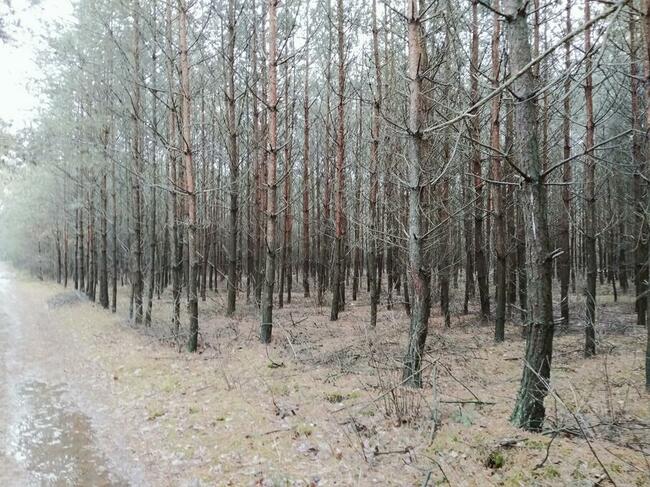 Las 2,95h Kierzenko, gmina Kępno, woj Wielkopolskie