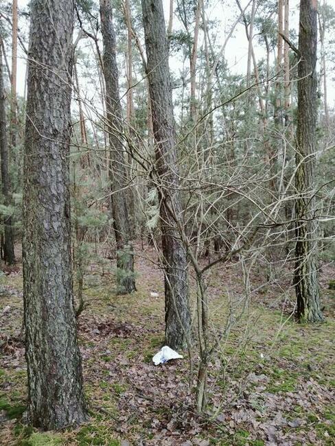 Las 2,95h Kierzenko, gmina Kępno, woj Wielkopolskie