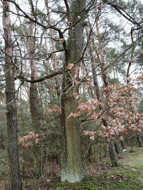 Las 2,95h Kierzenko, gmina Kępno, woj Wielkopolskie