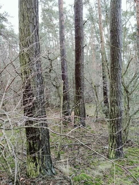 Las 2,95h Kierzenko, gmina Kępno, woj Wielkopolskie