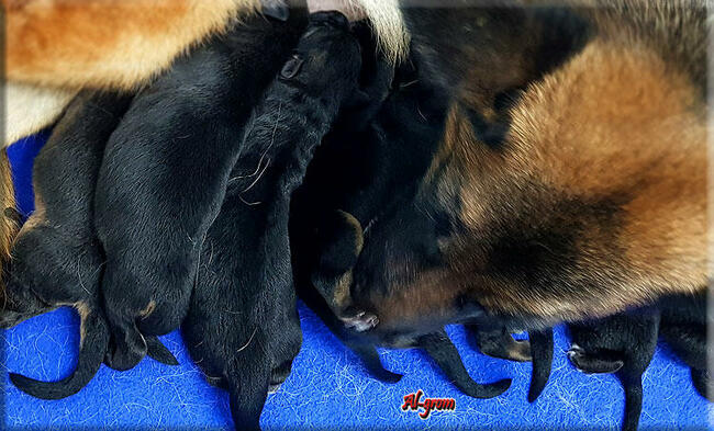 Owczarek Niemiecki szczenięta FCI